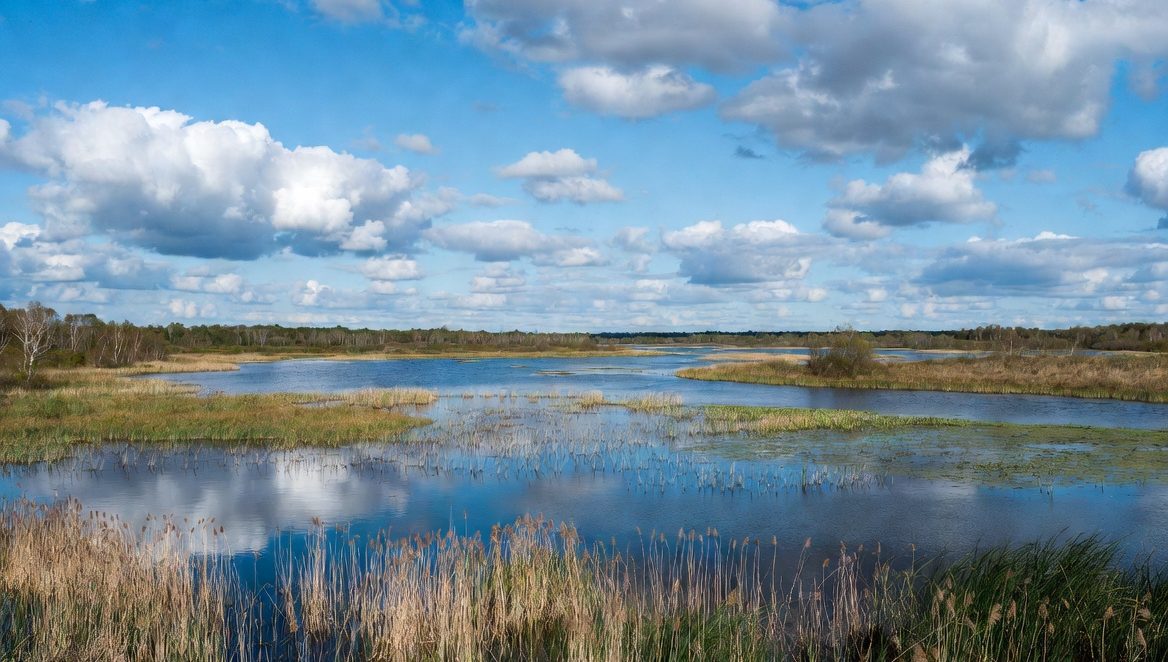 Ramsar Konvensiyasi va Yangi O‘zbekistonning “Yashil makon” dasturi – amalda