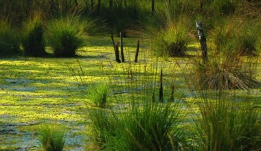 RAMSAR KONVENSIYASI – 53 YILDAN BUYON AMALDA